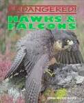 Hawks  Falcons
