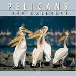 Cal 99 Pelicans