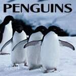 Penguins 2000 Calendar