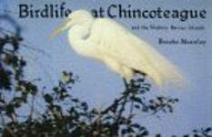 Bird Life at Chincoteague and the Virginia Barrier Islands