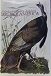 An Index and Guide to Audubon's Birds of America