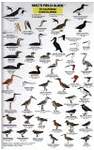 Mac's Field Guide To California Coastal Birds