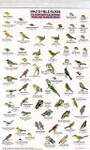 Mac's Guide-N.Ca. Park-Backyard Birds