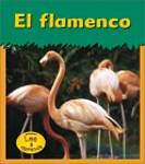 El flamenco / Flamingo