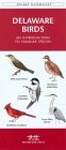 Delaware Birds: An Introduction to Familiar Species