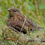 Dunnock