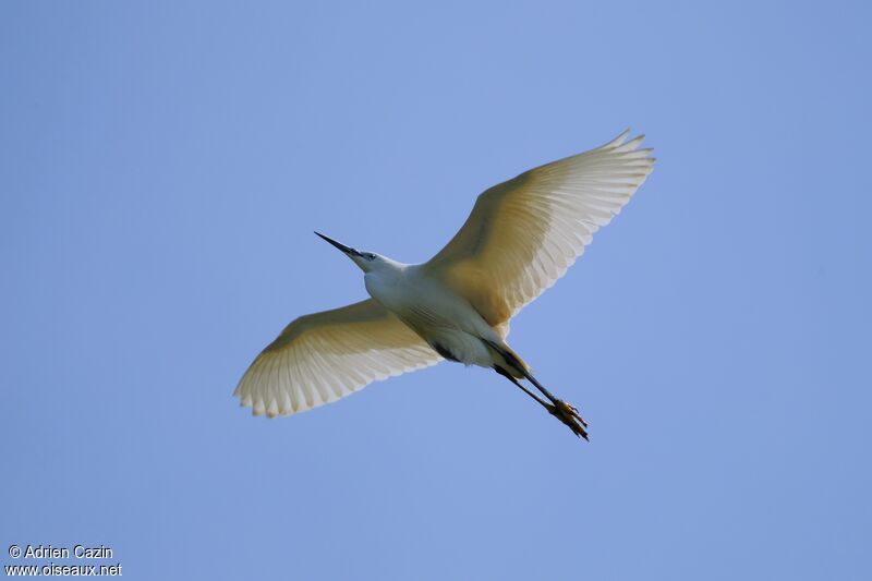 Aigrette garzetteadulte, Vol