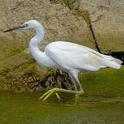 Little Egret