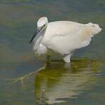 Aigrette garzette