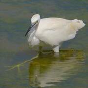 Little Egret