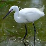 Aigrette garzette