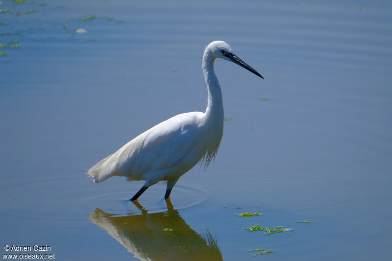 Little Egretadult