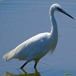 Aigrette garzette