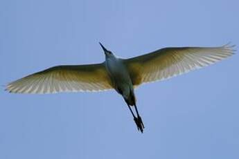 Aigrette garzette