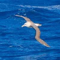 Albatros de Salvin