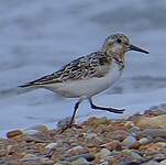 Bécasseau sanderling