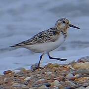 Sanderling