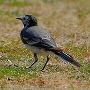 White Wagtail