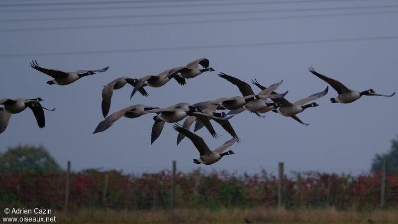 Canada Goose, Flight