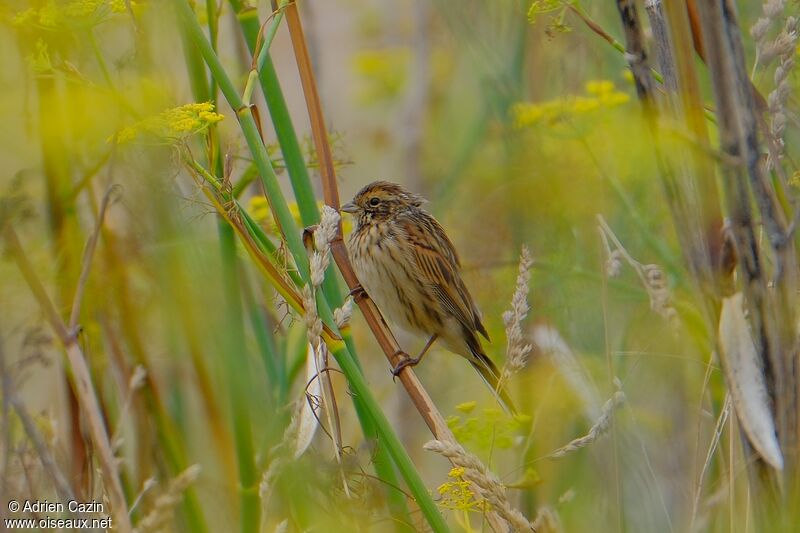 Bruant des roseaux femelle adulte, identification