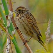 Bruant des roseaux