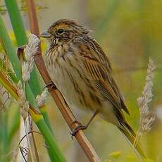 Bruant des roseaux