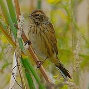 Bruant des roseaux