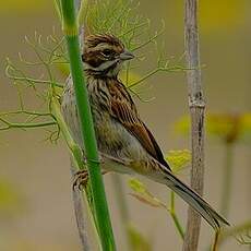 Bruant des roseaux