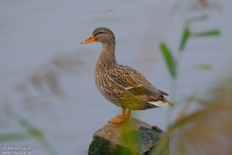 Canard colvert femelle adulte, identification