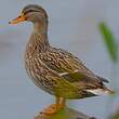 Canard colvert