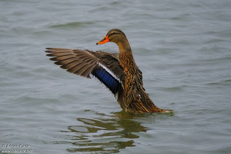 Mallard female adult, identification, aspect