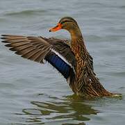 Canard colvert