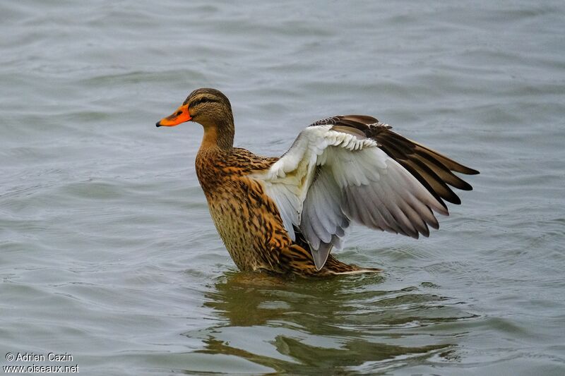 Canard colvert femelle adulte, identification