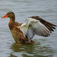 Canard colvert