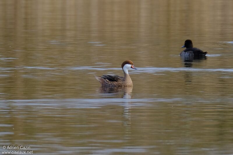 Canard des Bahamasadulte