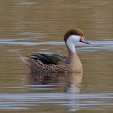 Canard des Bahamas