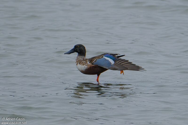 Northern Shoveler male adult transition, aspect, Behaviour