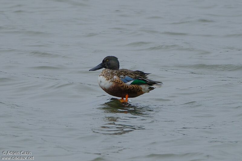 Northern Shoveler male adult transition