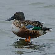 Canard souchet