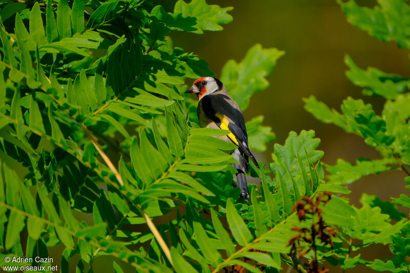 Chardonneret élégantadulte nuptial