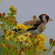 European Goldfinch