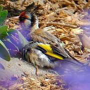 European Goldfinch