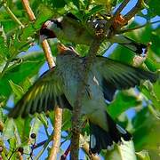 European Goldfinch