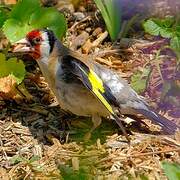 European Goldfinch