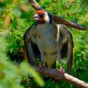 European Goldfinch