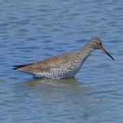 Common Redshank