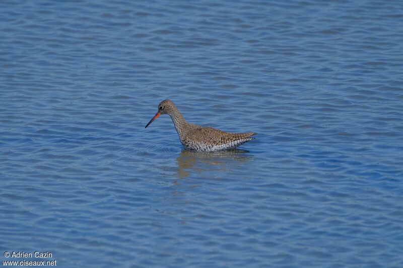 Common Redshankadult breeding