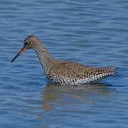 Common Redshank