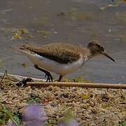 Common Sandpiper