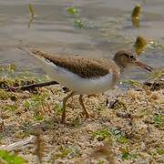 Common Sandpiper